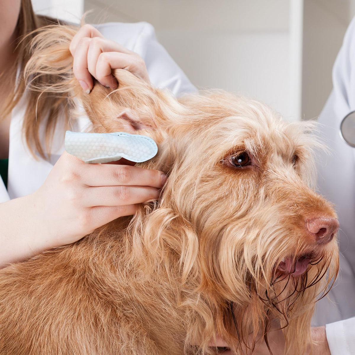 Paw Science Dog Ear Cleaner Wipes – Single Canister Solution for Effortless Dog & Cat Grooming