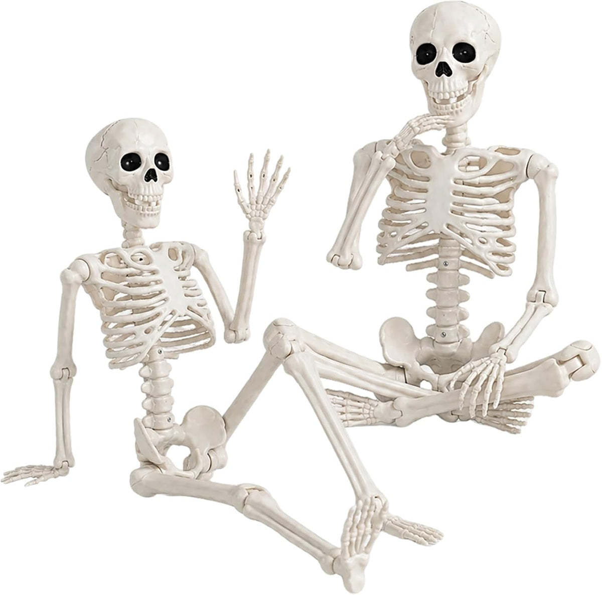 36-inch life-size human skeleton form with realistic anatomical detailing