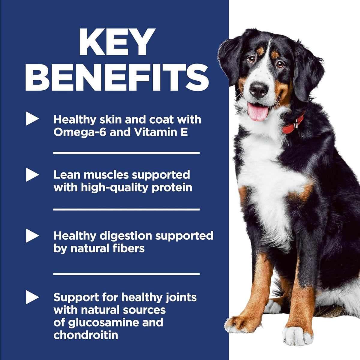 activbiome+ prebiotic fiber blend supporting digestion, immunity, and organ health