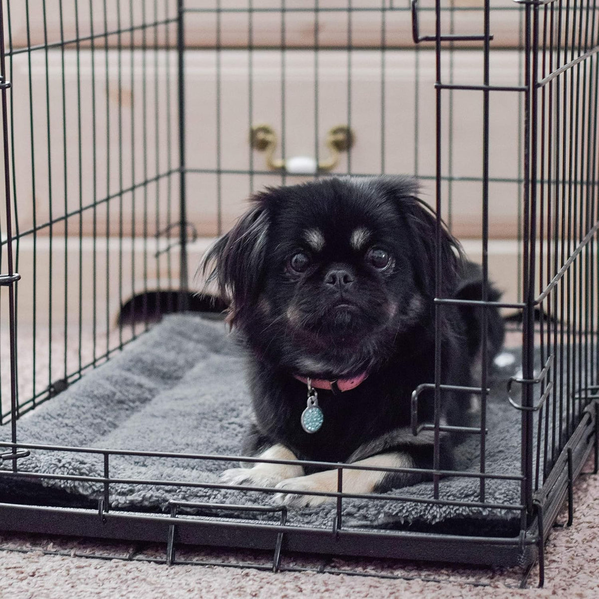 available in single unit or pack of 6 for multi-pet or whole-home use