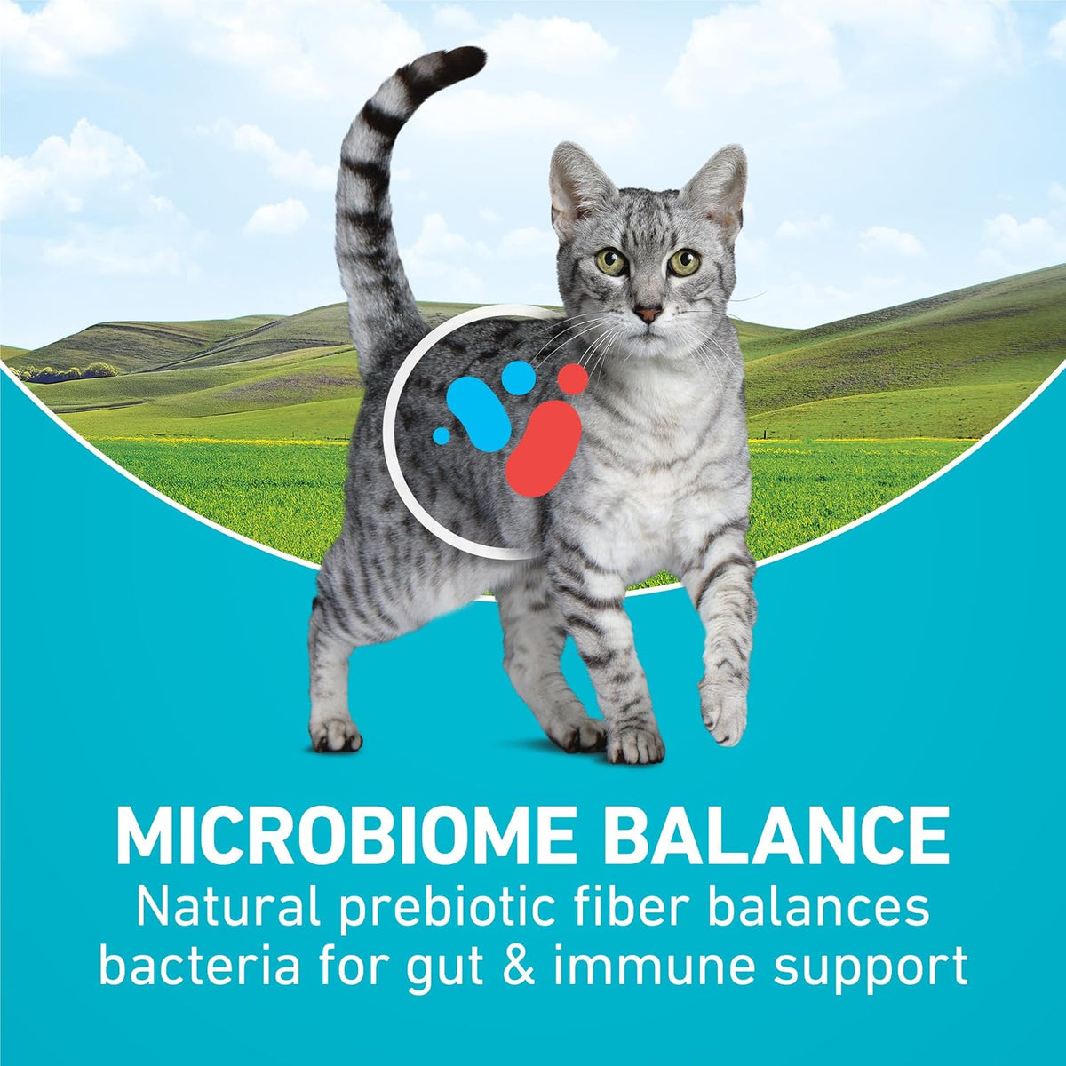 four antioxidant sources supporting a strong immune system