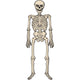 Skeleton - 1 Pack