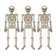 Skeleton - 3 Pack