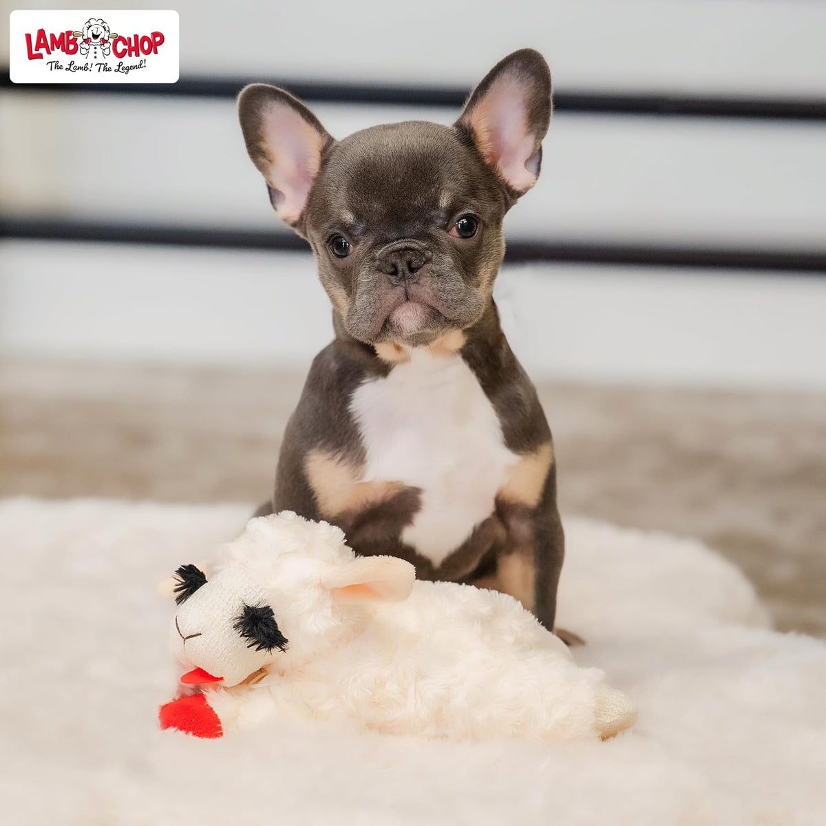 Multipet Lamb Chop Squeaky Toy – Soft Polyester Plush Safe for Puppy Mouths and Sensitive Gums