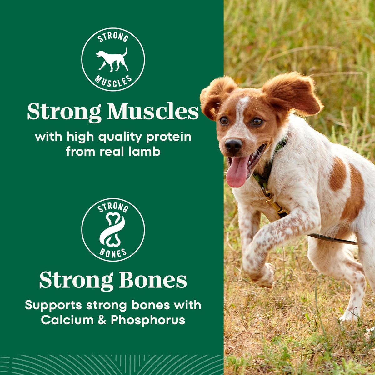 Nutro Natural Choice Small Bites – Wholesome Kibble Free from Corn, Wheat, and Soy, Chicken