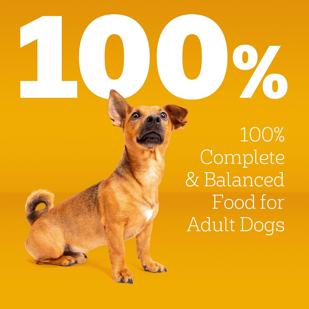 omega 6 fatty acid and zinc blend for skin and coat nourishment