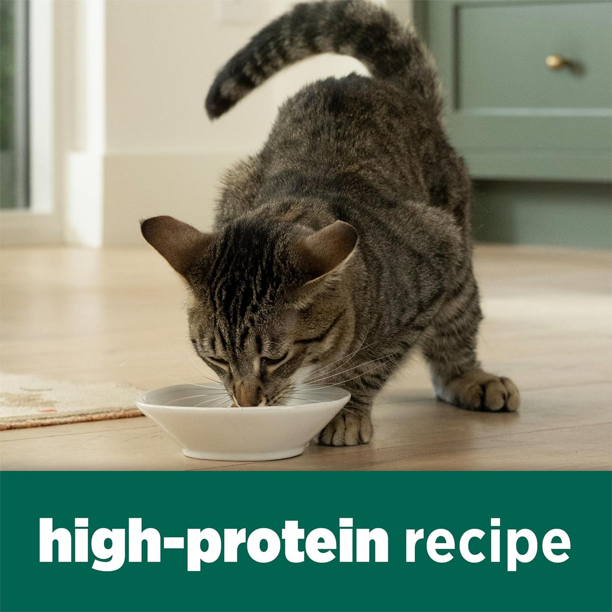 omega-6 fatty acids formulated for skin and coat health