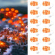 Orange - 12 Pack