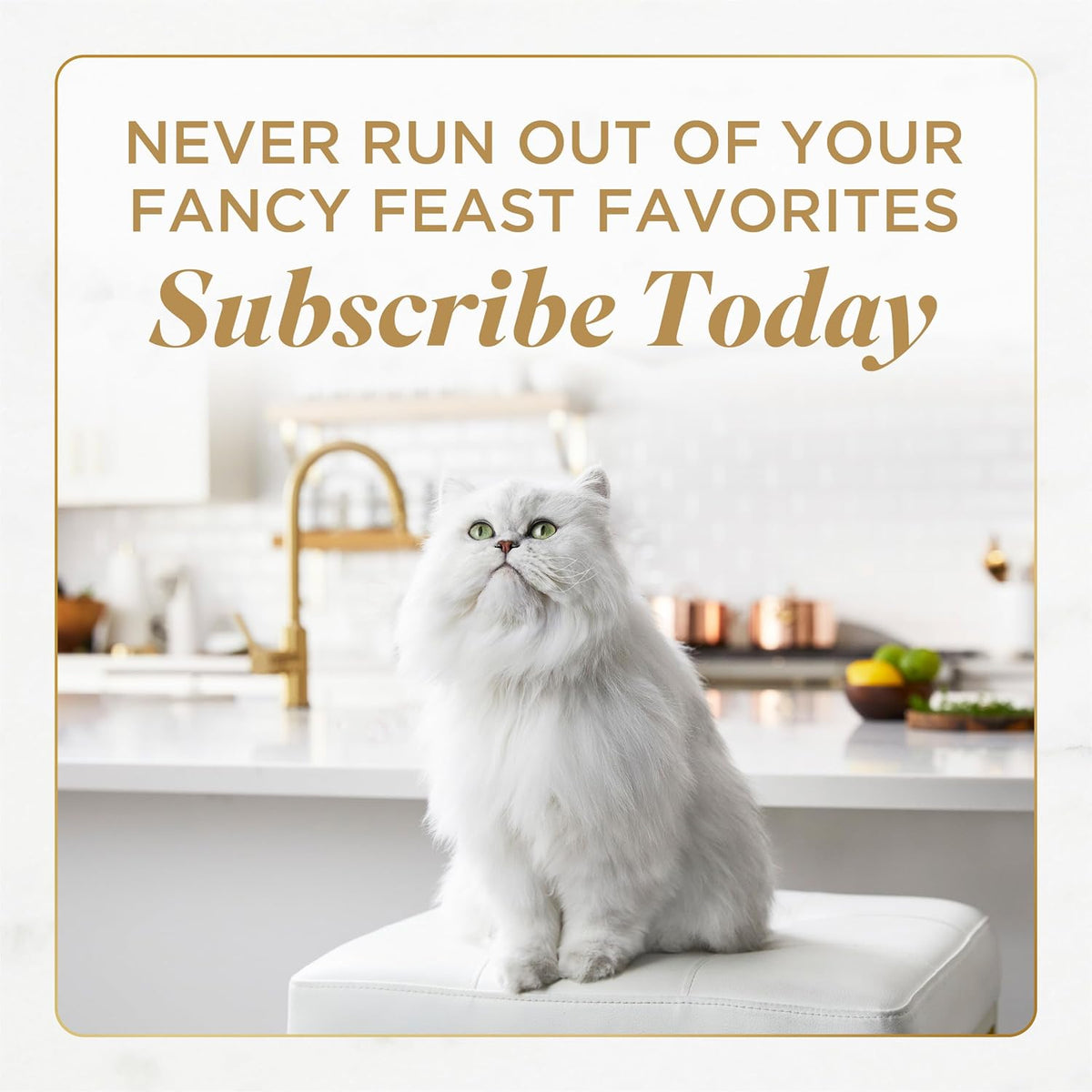 Purina Fancy Feast Petites Gravy Wet Cat Food Variety Pack – High-Protein Real-Meat Wellness Meals for the Mindful Multi-Cat Home