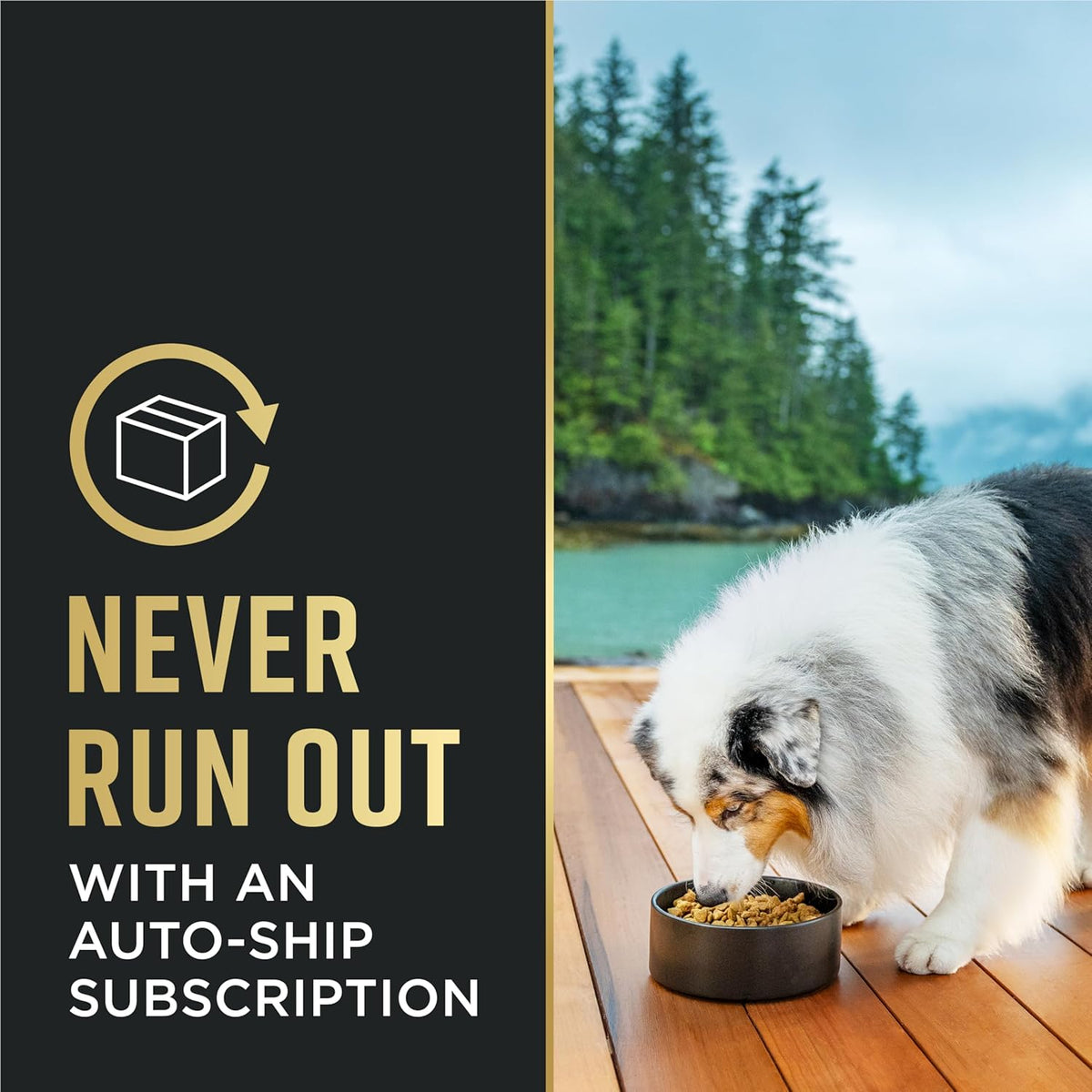 Purina Pro Plan Shredded Blend Salmon Kibble as a Thoughtful New Puppy Housewarming Gift, 33 lb.