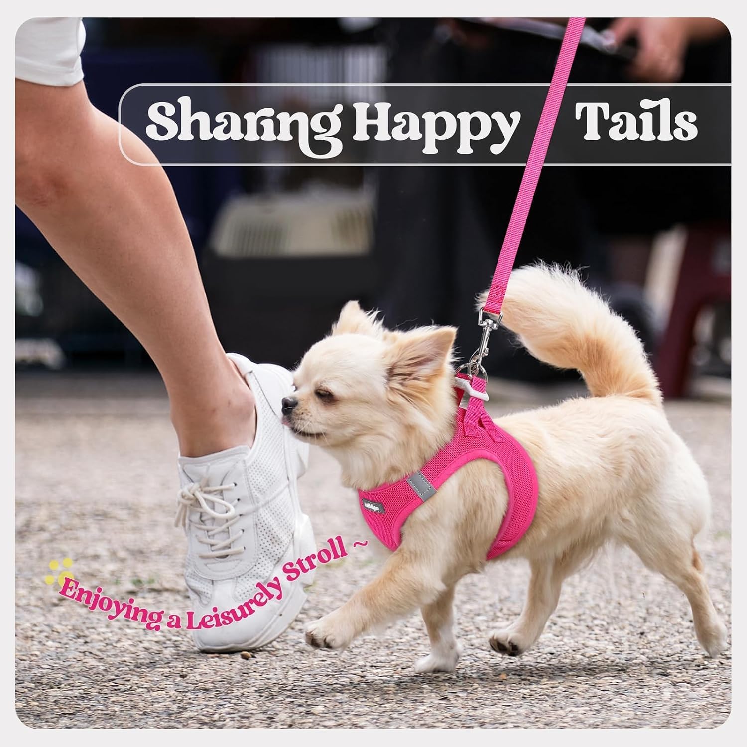 rabbitgoo Lightweight Toy Breed Harness Gift – Practical Pet Parent Present with Reflective Safety Bands, Seven Size Tiers From XXXS to XXL