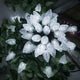 50 - White