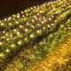 Warm White - Green Wire