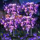 Lavender Purple - 4 pack