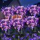 Lavender Purple - 6 pack